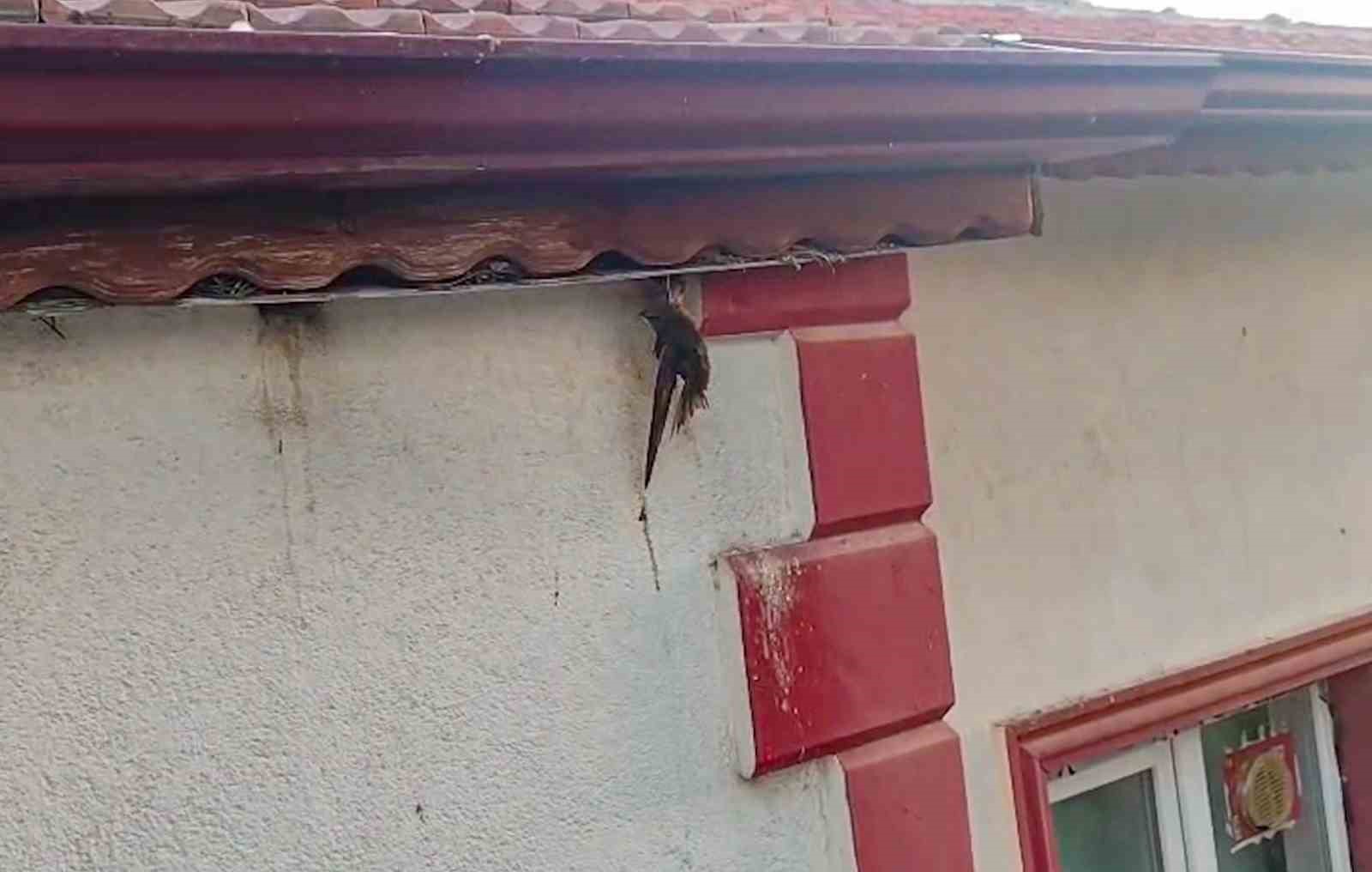 &Ccedil;orum&rsquo;da &ccedil;atı kenarına sıkışan kuşu itfaiye kurtardı