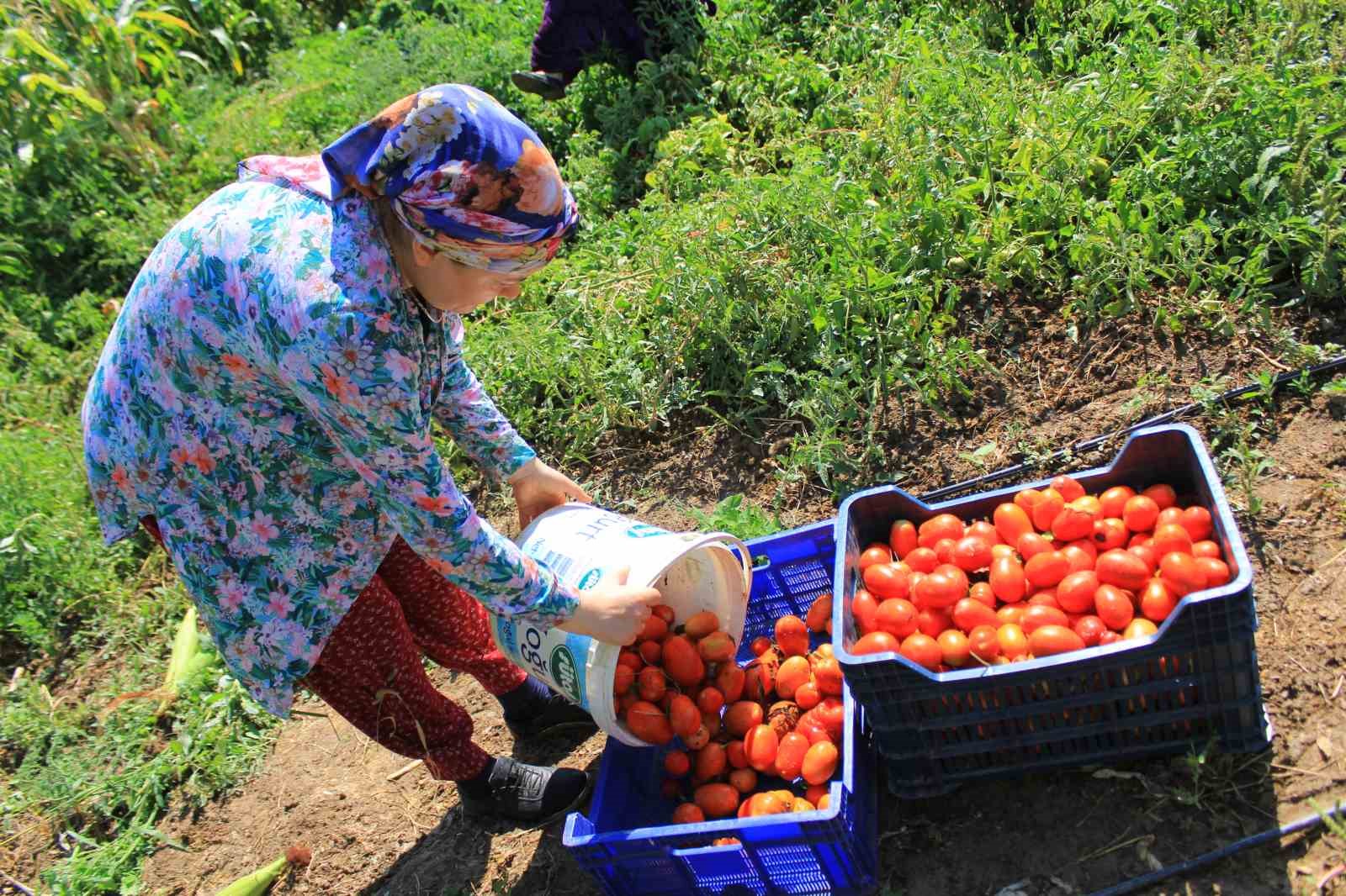 14 sal&ccedil;a fabrikasına sahip Karacabey&rsquo;de domates sezonu başlıyor