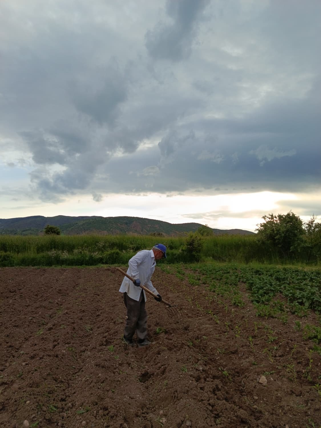 Sivas&rsquo;ta Maraş biberi &uuml;retimi i&ccedil;in ilk adım atıldı