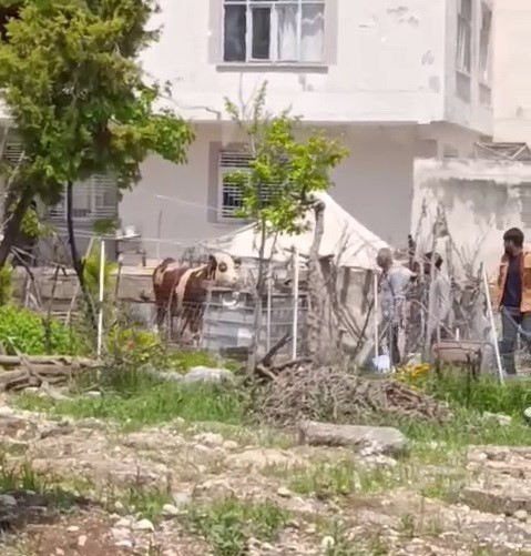 Ka&ccedil;an kurbanlık iğne vurularak yakalandı