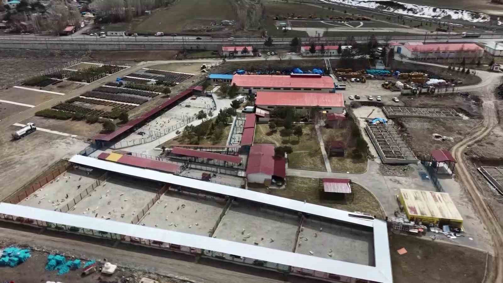 Bakan Mustafa &Ccedil;ift&ccedil;i&rsquo;nin Erzurum&rsquo;daki sokak k&ouml;peği başarısı T&uuml;rkiye&rsquo;ye &ouml;rnek oluyor