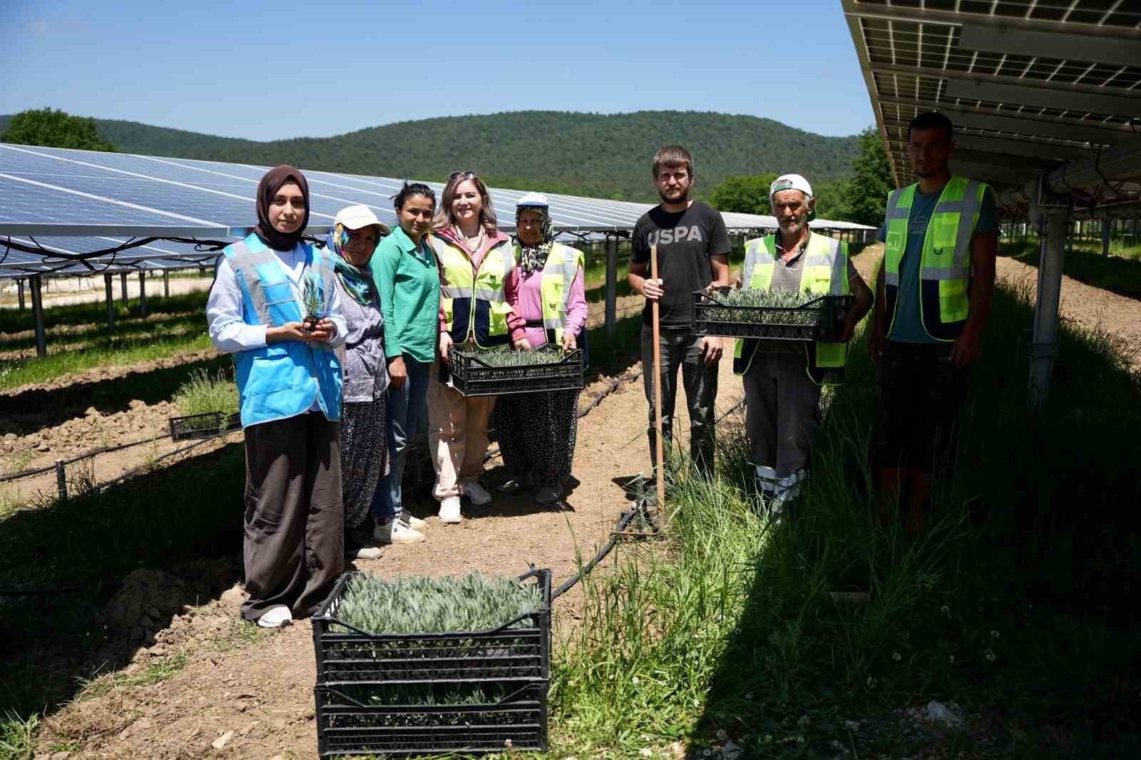 Ladik GES&rsquo;te &ccedil;ift&ccedil;iler i&ccedil;in &ouml;rnek model: Tarım ve enerji bir arada