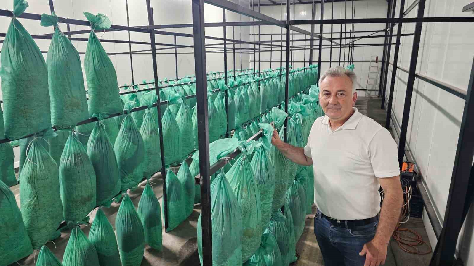 T&uuml;nelde &uuml;retilen istiridye mantarının ilk hasadı ger&ccedil;ekleştirildi