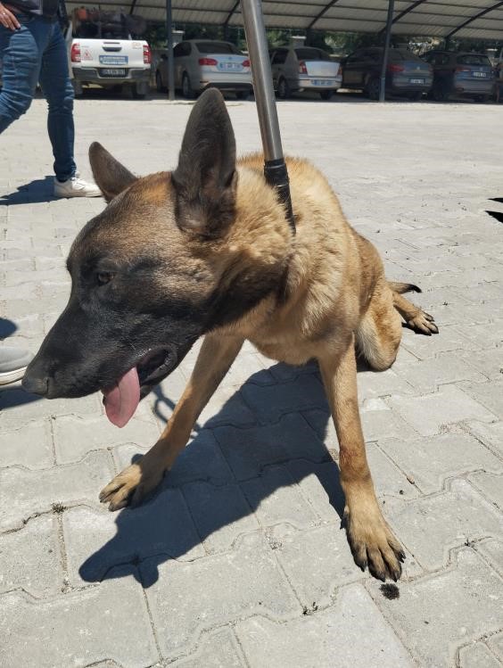 K&ouml;pek saldırısına uğrayıp yaralanan kadın o anları anlattı