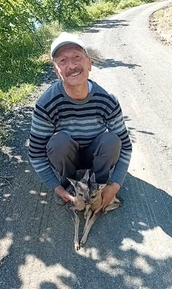 Yolda g&ouml;rd&uuml;ğ&uuml; karaca yavrularına Ar&ccedil;il ve Şota adını verdi