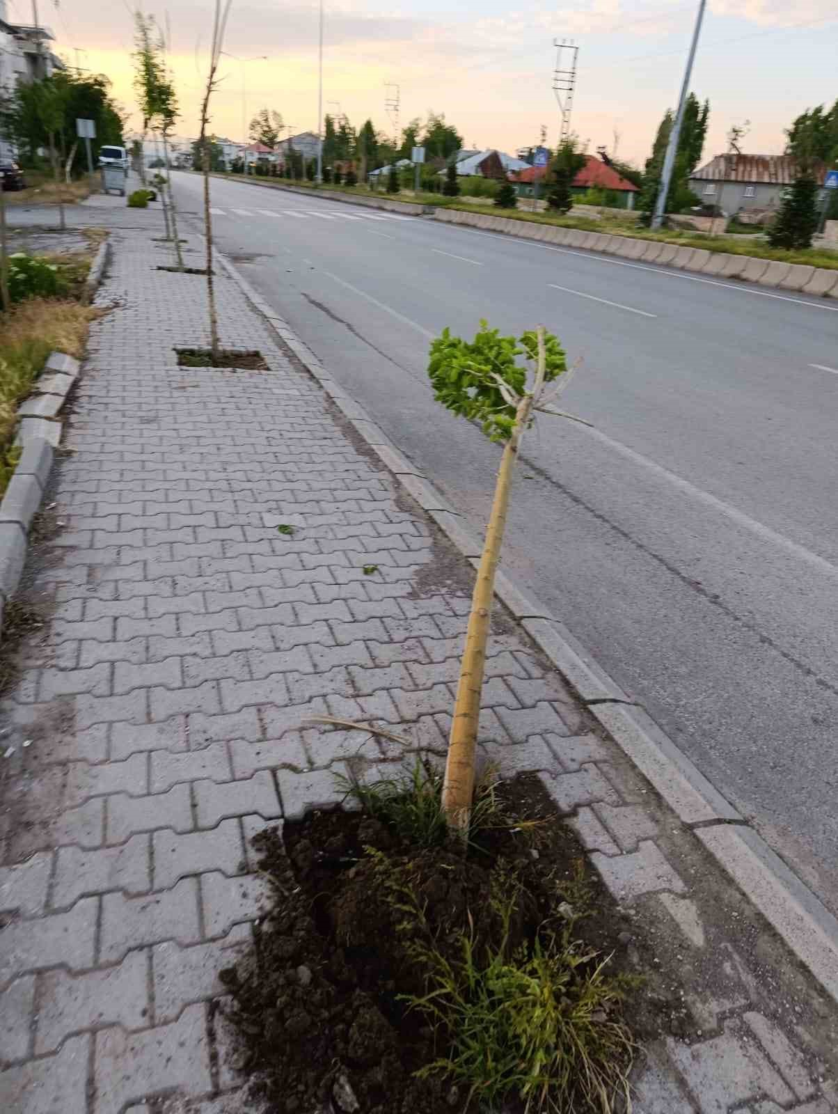 Patnos&rsquo;ta yeni dikilen 15 ağaca zarar verildi