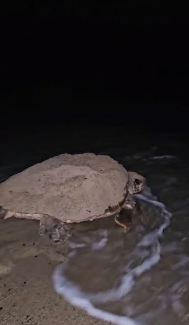 Kuşadası&rsquo;nda caretta caretta heyecanı: İlk yuva koruma altına alındı