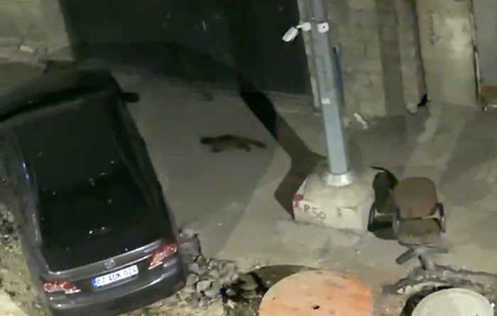 Y&uuml;ksekova&rsquo;da gece yarısı kameralara yakalandı: G&ouml;renler g&ouml;zlerine inanamadı