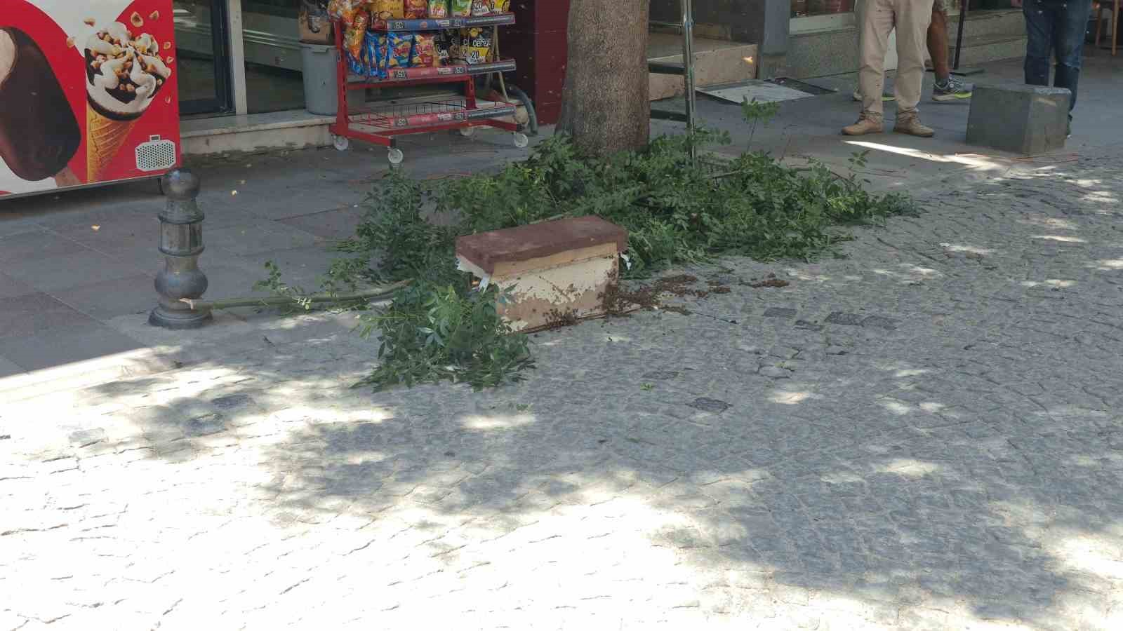 Eskişehir&rsquo;de arı paniği