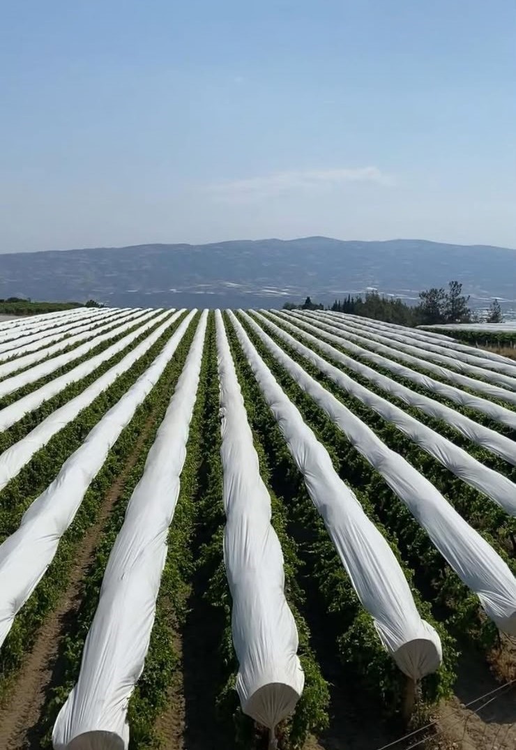 Sarıg&ouml;l Ovası beyaza b&uuml;r&uuml;nmeye hazırlanıyor