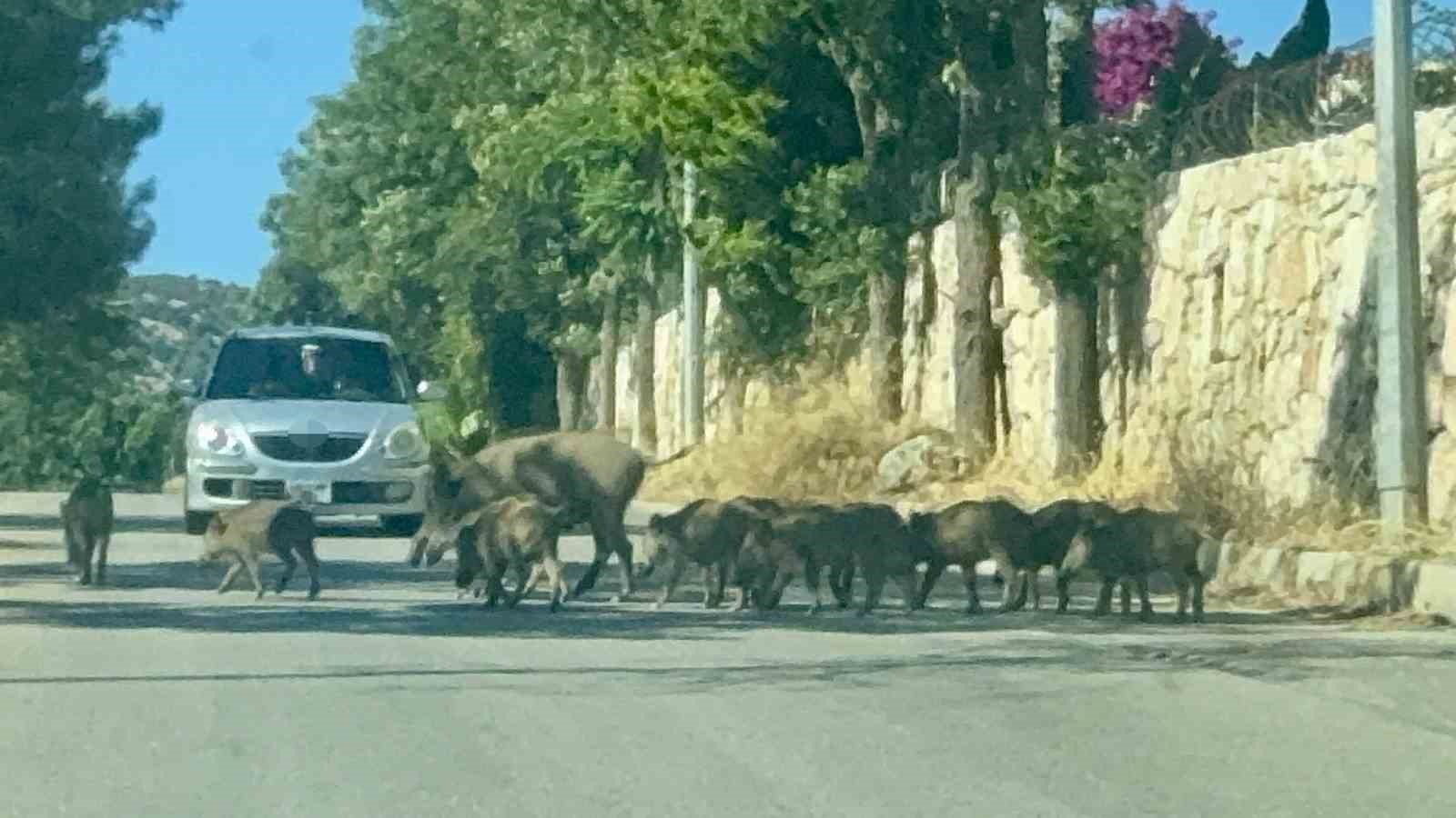Bodrum&rsquo;da g&uuml;nd&uuml;z vakti domuz s&uuml;r&uuml;s&uuml; mahalleye indi