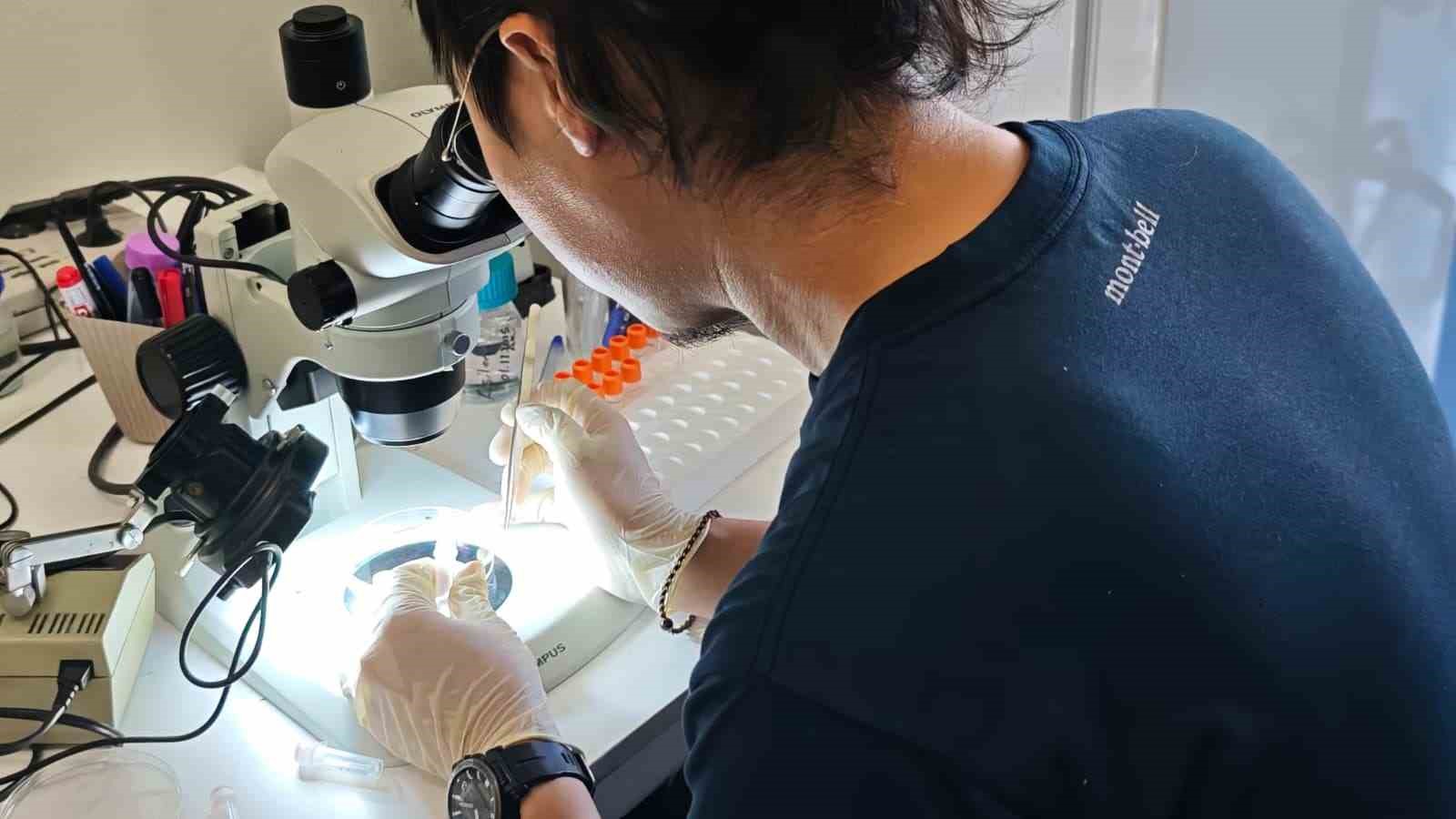 T&uuml;rkiye ve Japonya&rsquo;dan kene tehdidine karşı ortak m&uuml;cadele