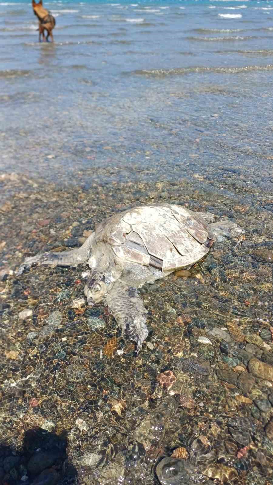 Ula&rsquo;da sahilde Caretta Caretta bulundu