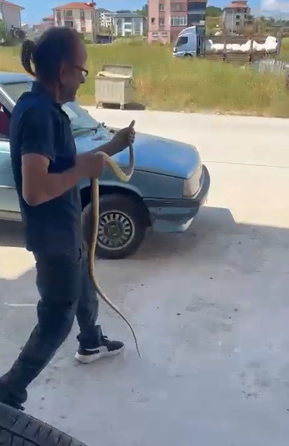 Yılanları &ccedil;ıplak elleriyle yakalayıp doğaya salıyor