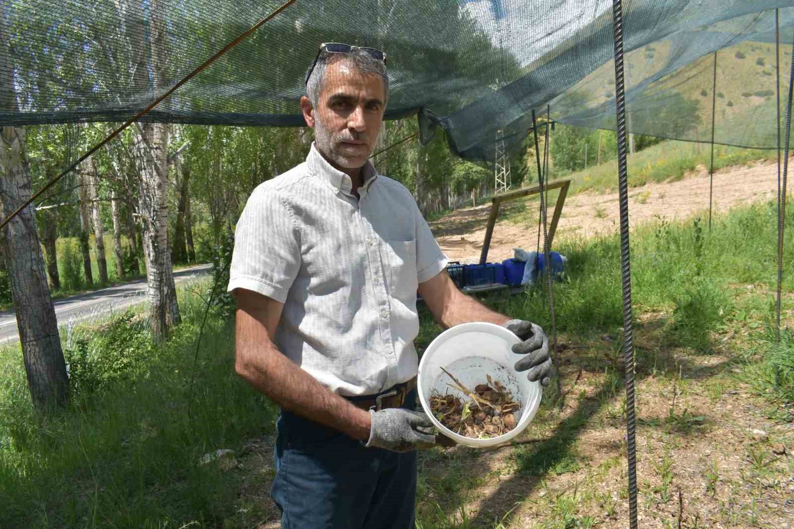 Bayburt&rsquo;ta salep hasadı başladı