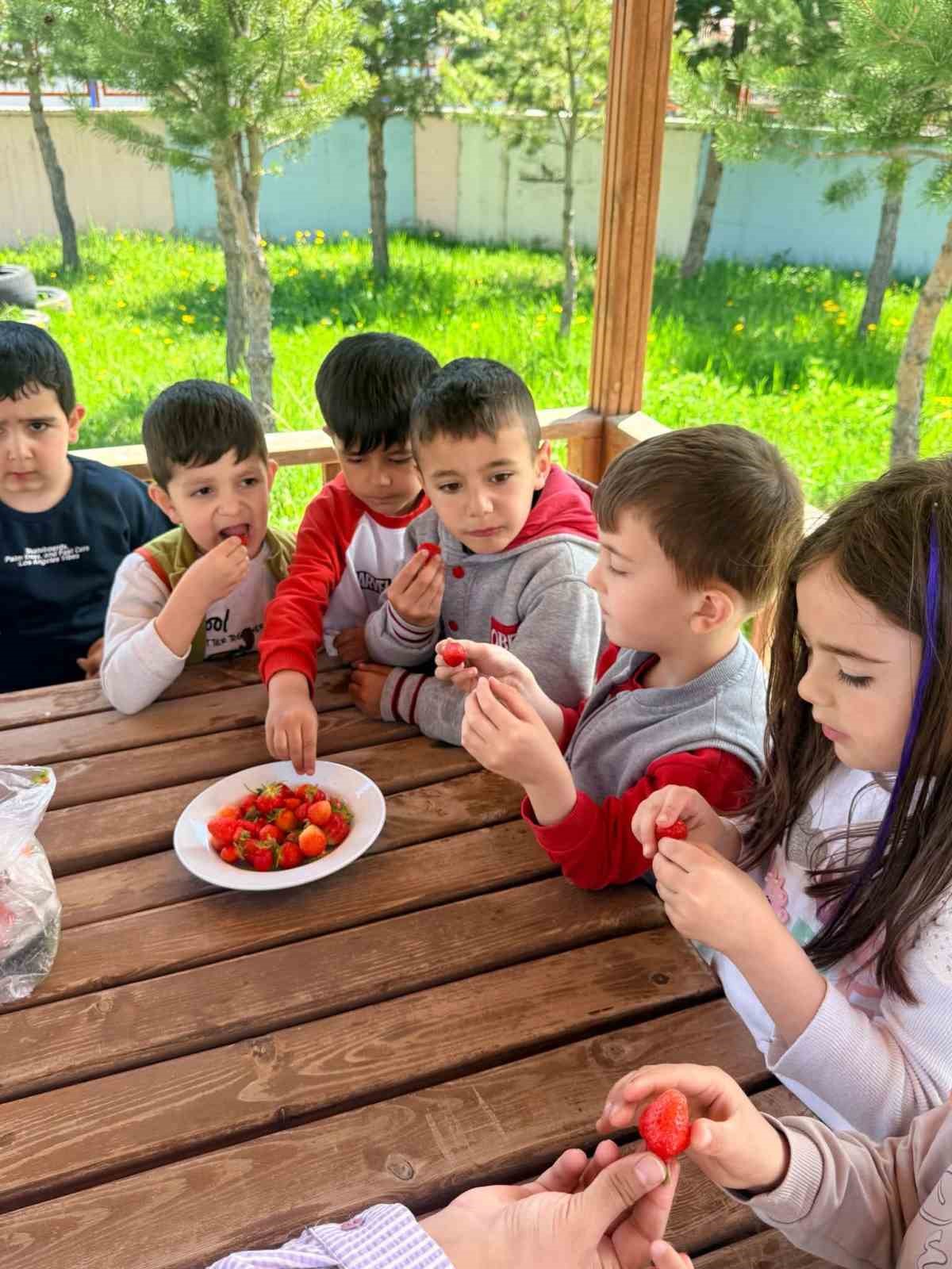 &Ccedil;ıldır Anaokulu &ouml;ğrencileri &ccedil;ilek hasadında buluştu