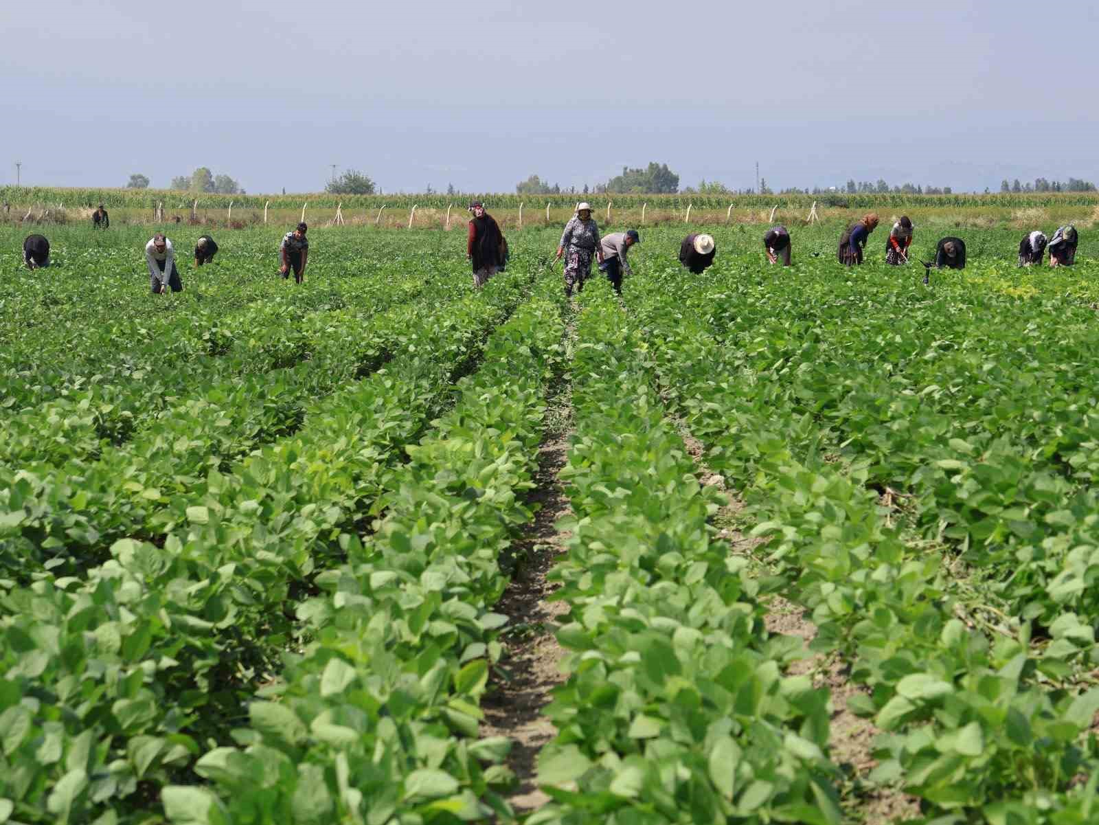 Arsuz&rsquo;da soya ekimi yapıldı