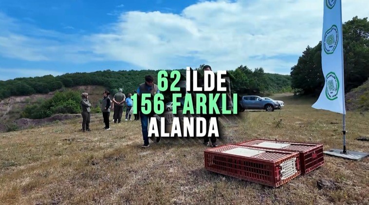 Kene ve kahverengi kokarcaya karşı doğal m&uuml;cadele: 51 bin keklik ve s&uuml;l&uuml;n salınacak