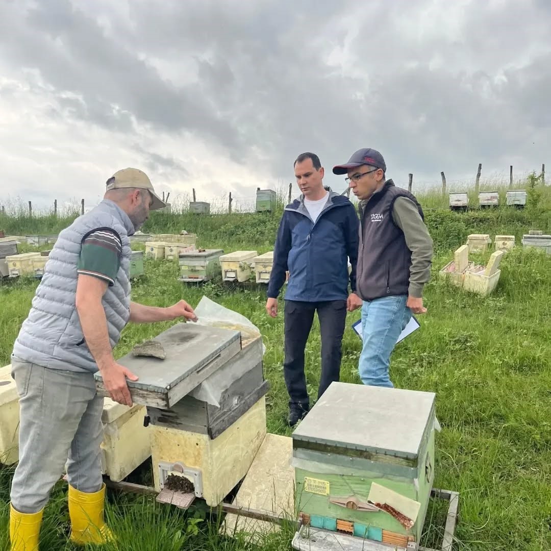 D&uuml;zce&rsquo;de yıllık 502 ton &uuml;retiliyor