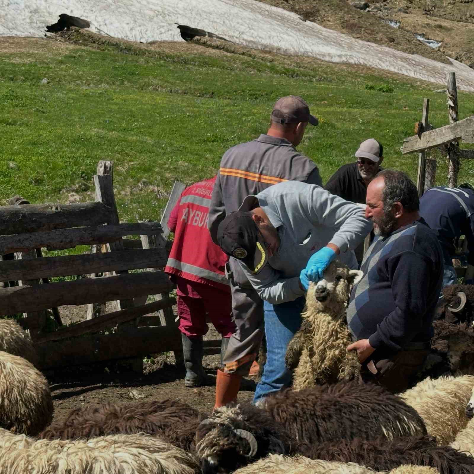 Aydıntepe&rsquo;de k&uuml;&ccedil;&uuml;kbaş hayvanlarda aşılama ve k&uuml;peleme &ccedil;alışmaları s&uuml;r&uuml;yor