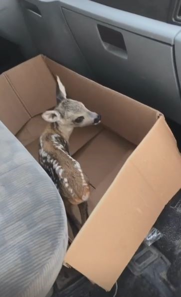 &Ccedil;ay bah&ccedil;esinde bulunan yavru karaca doğaya bırakıldı