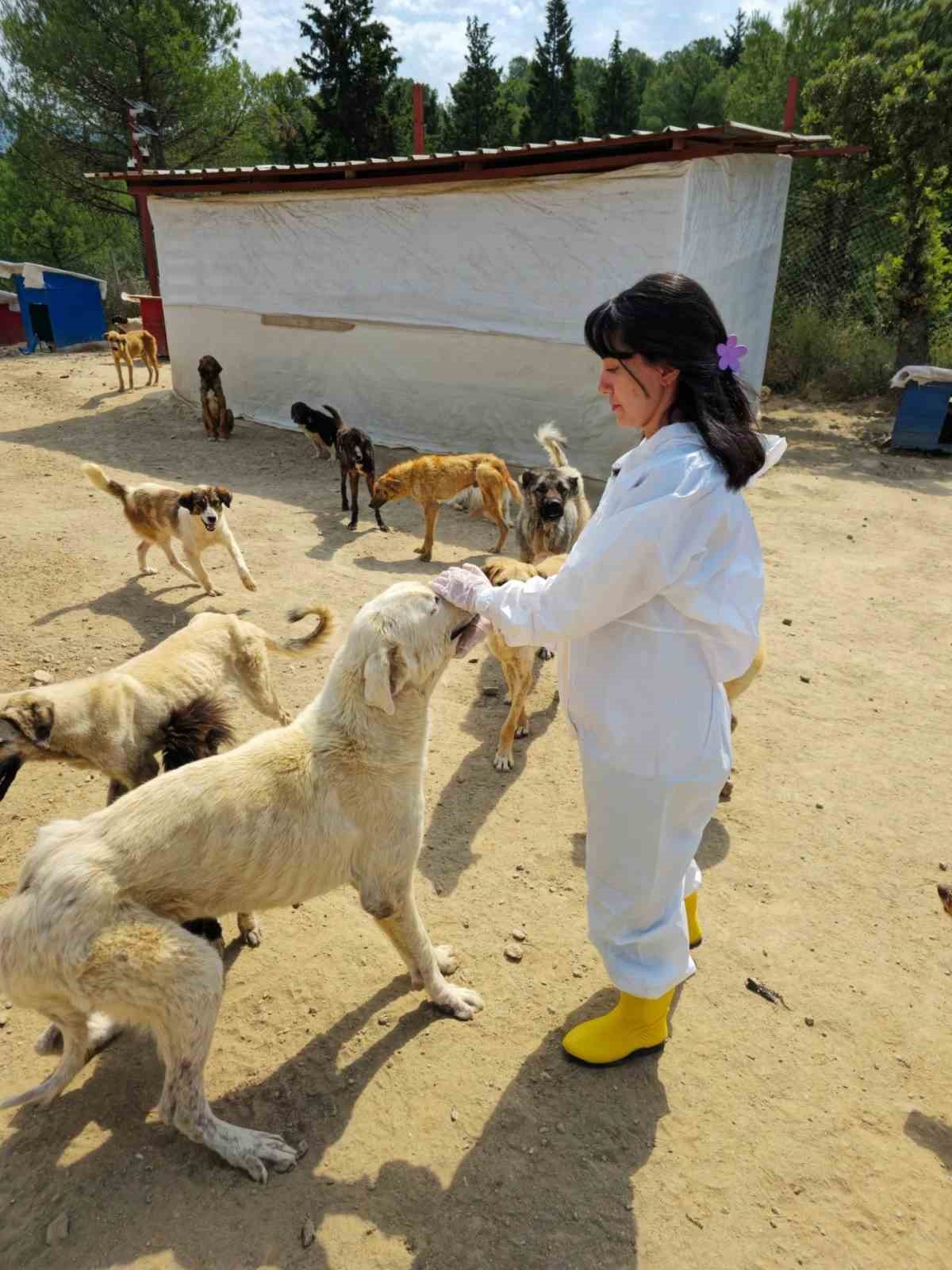 Sarıg&ouml;l&rsquo;de sahipsiz hayvanların bakımları aksatılmadan yapılıyor