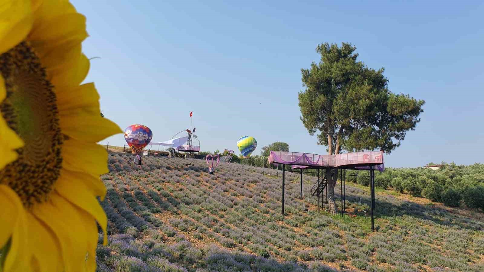 Kadirli’de lavanta festivali heyecanı