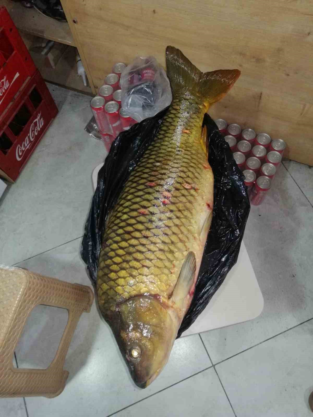 Bilecik&rsquo;te dev sazan balığı yakalandı