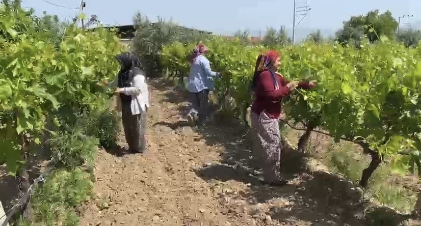 Alaşehir&rsquo;de &ccedil;ift&ccedil;ilere son uyarı