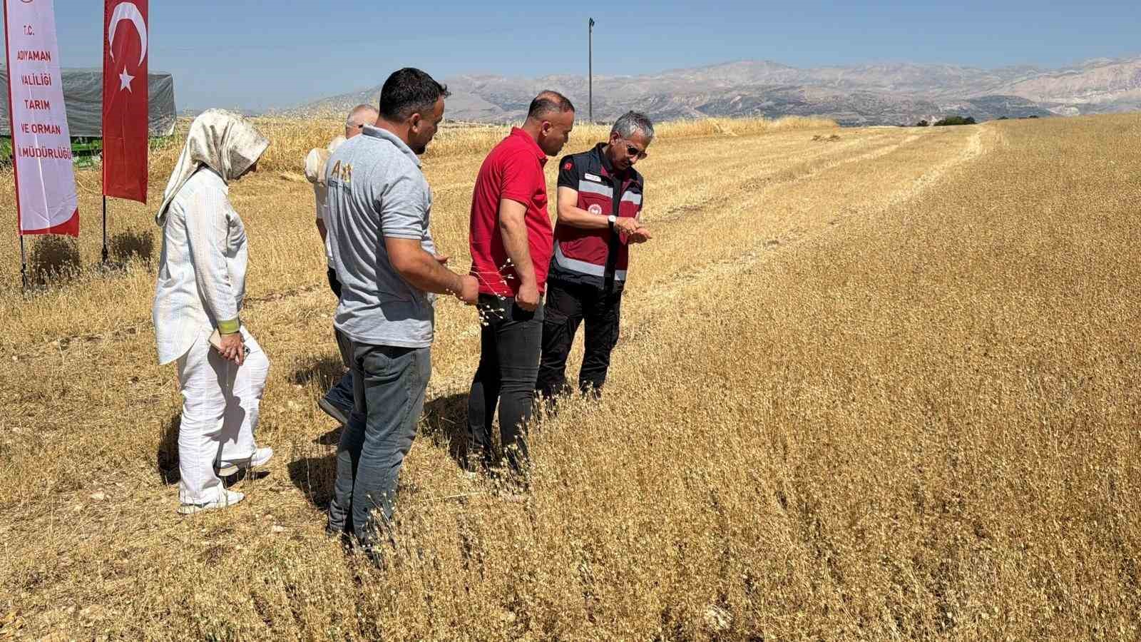 Adıyaman&rsquo;da &ccedil;&ouml;rek otu hasadı başladı