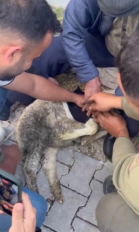 Tokat’ta sağlık personelinden yaralı kuzuya tam teşekküllü müdahale