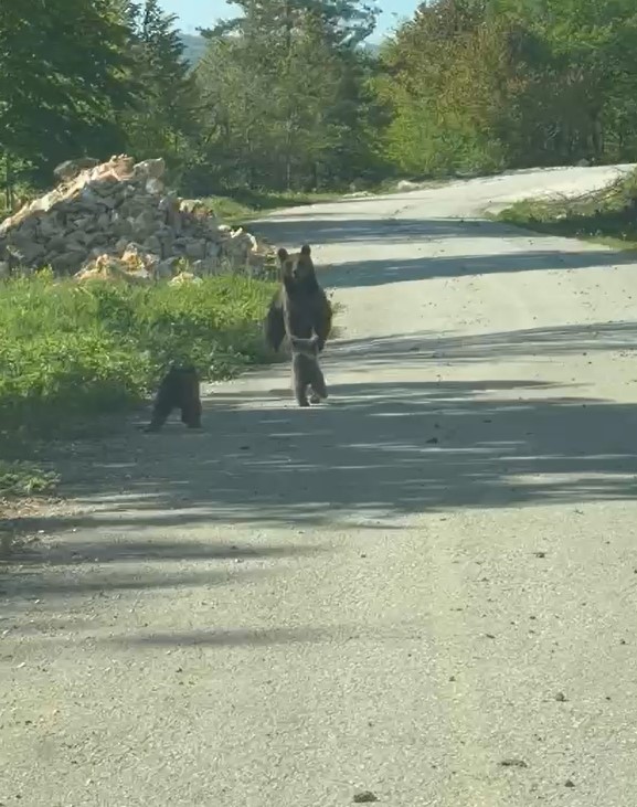 Kardeşlerin anne ayı ve yavruları ile sohbeti g&uuml;l&uuml;msetti