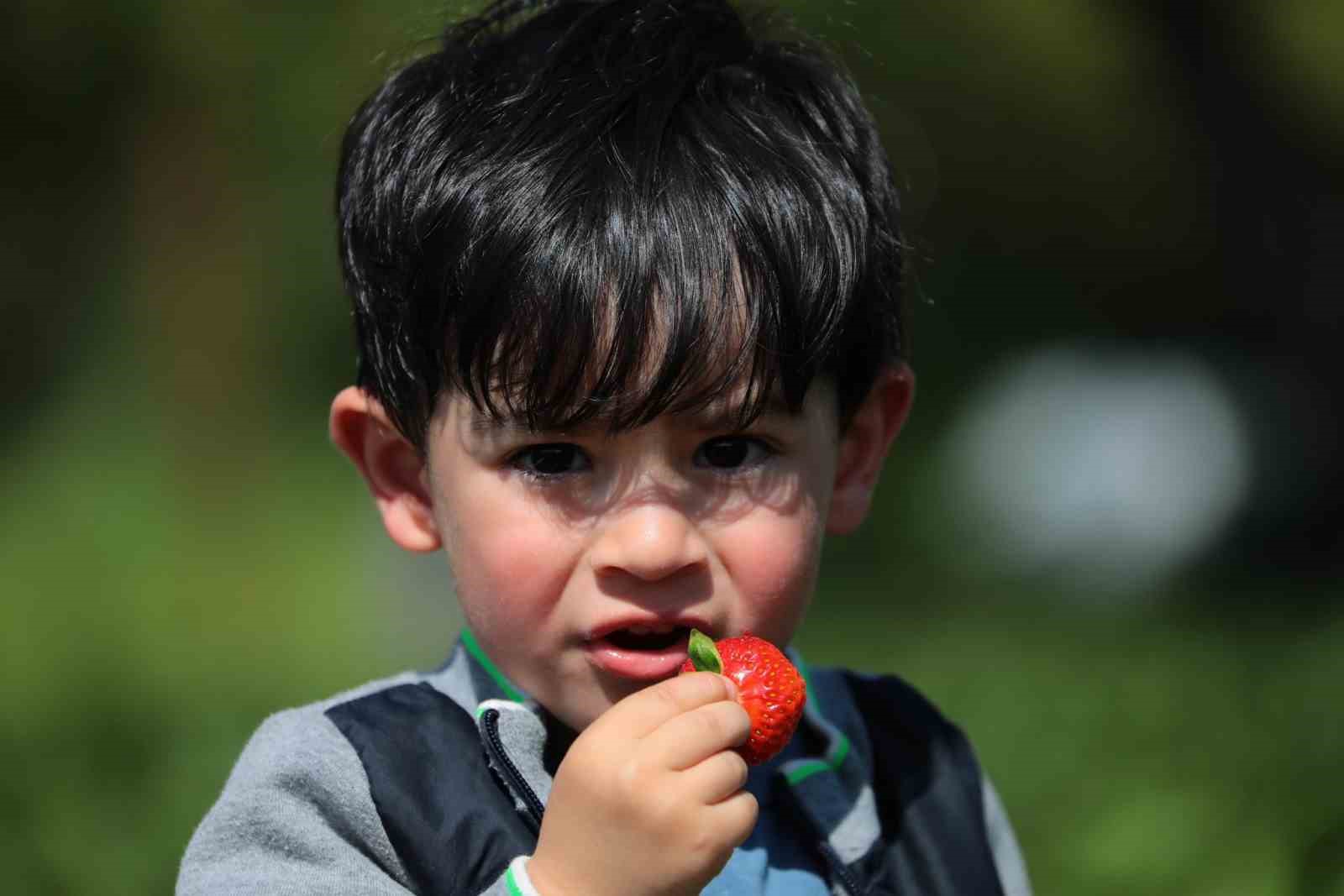 Çilek bahçesinde hem hasat hem piknik keyfi