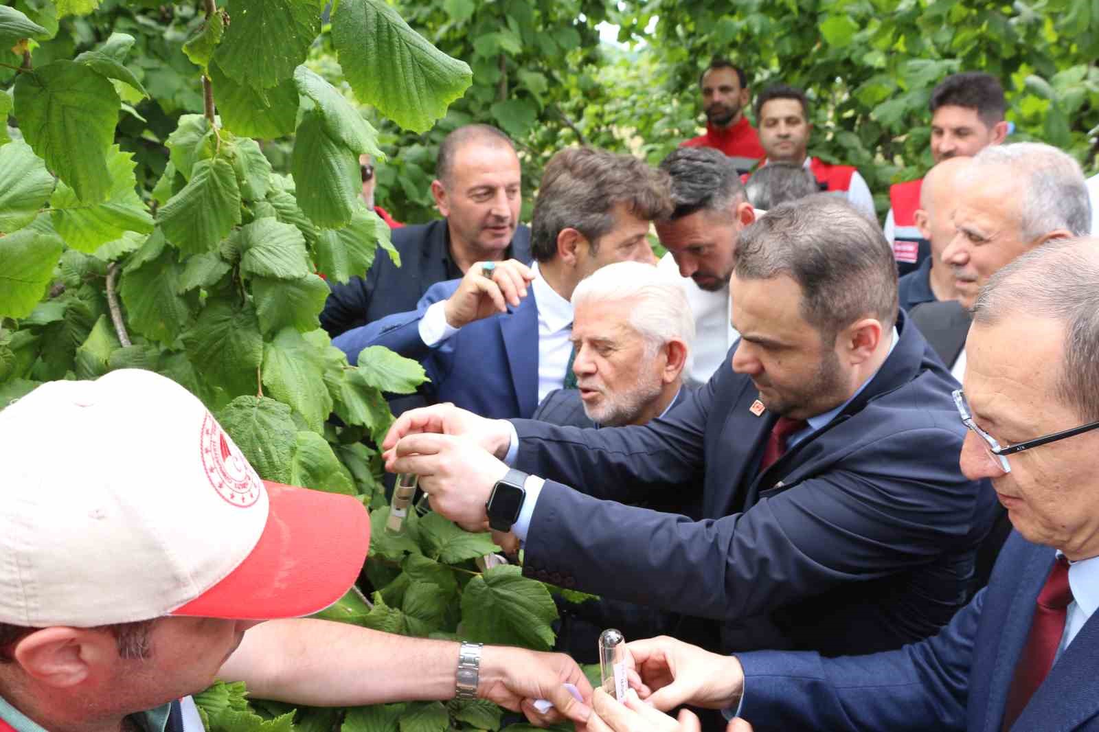 Trabzon&rsquo;da kahverengi kokarcaya karşı doğal ordu g&ouml;reve başladı