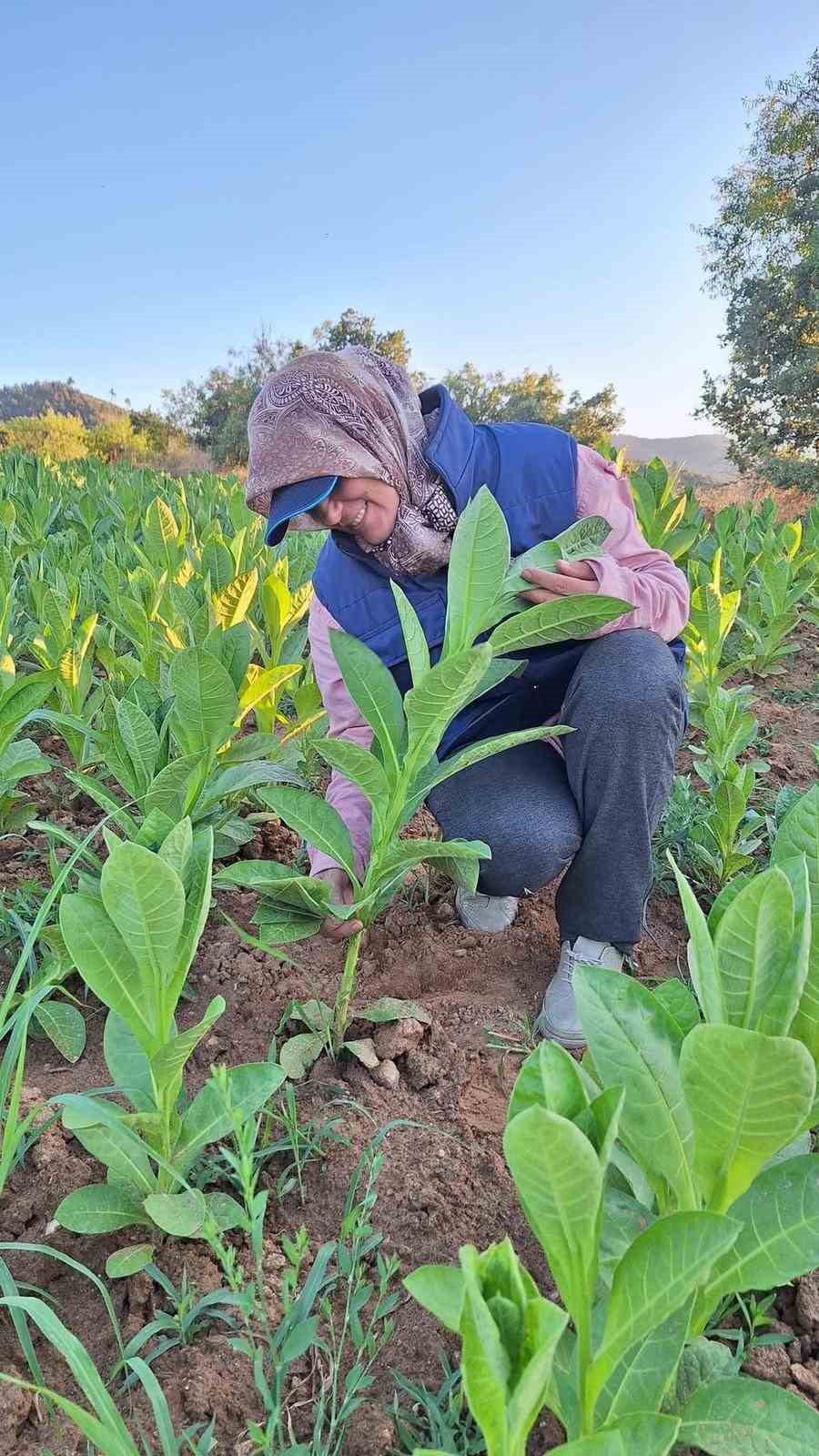 Sarıg&ouml;l&rsquo;de t&uuml;t&uuml;n kırımı başladı