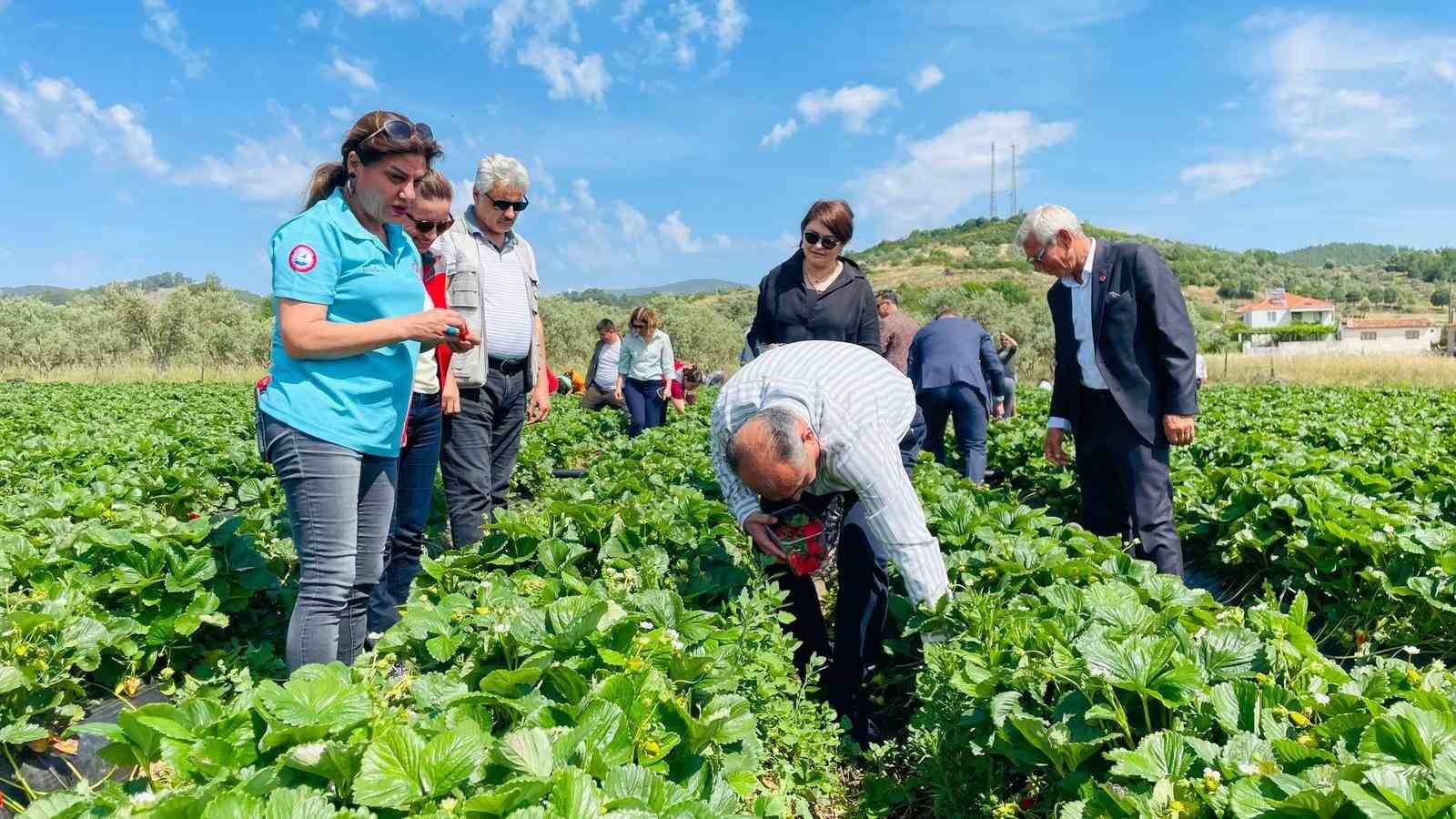 Yatağan&rsquo;da &rsquo;Gen&ccedil;lik Yılı&rsquo; kapsamında &ccedil;ilek hasadı yapıldı