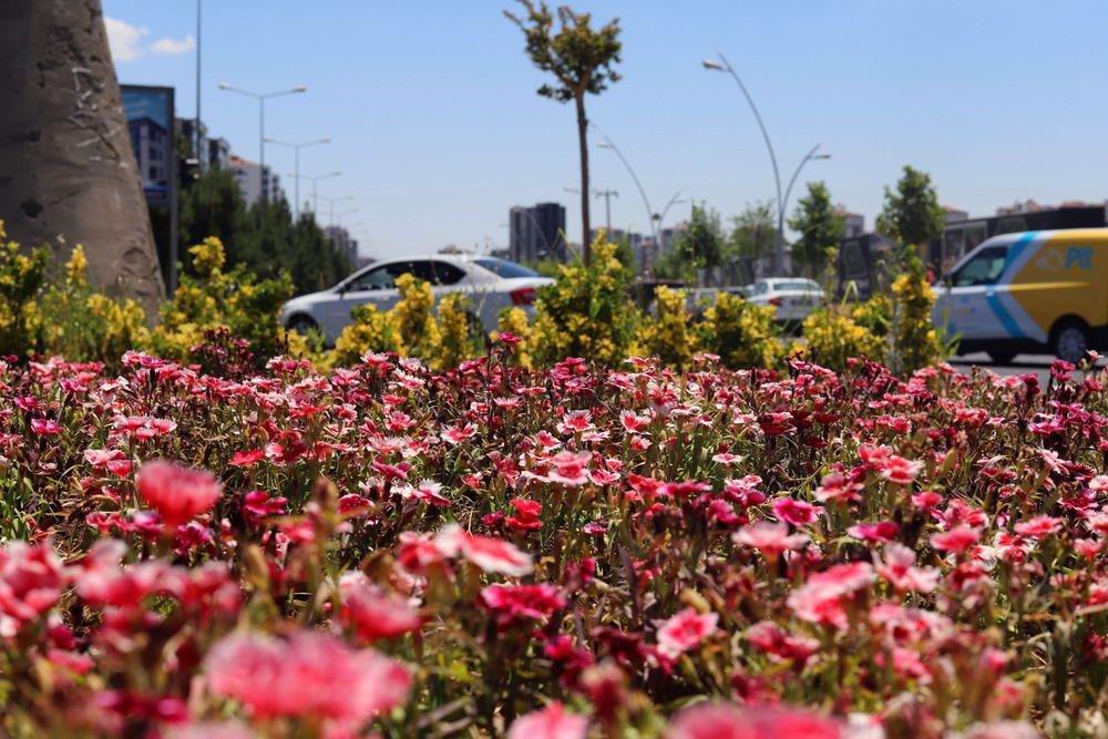 Diyarbakır&rsquo;da 500 bin &Ccedil;in karanfili &uuml;retildi, &ccedil;i&ccedil;ekler toprakla buluştu