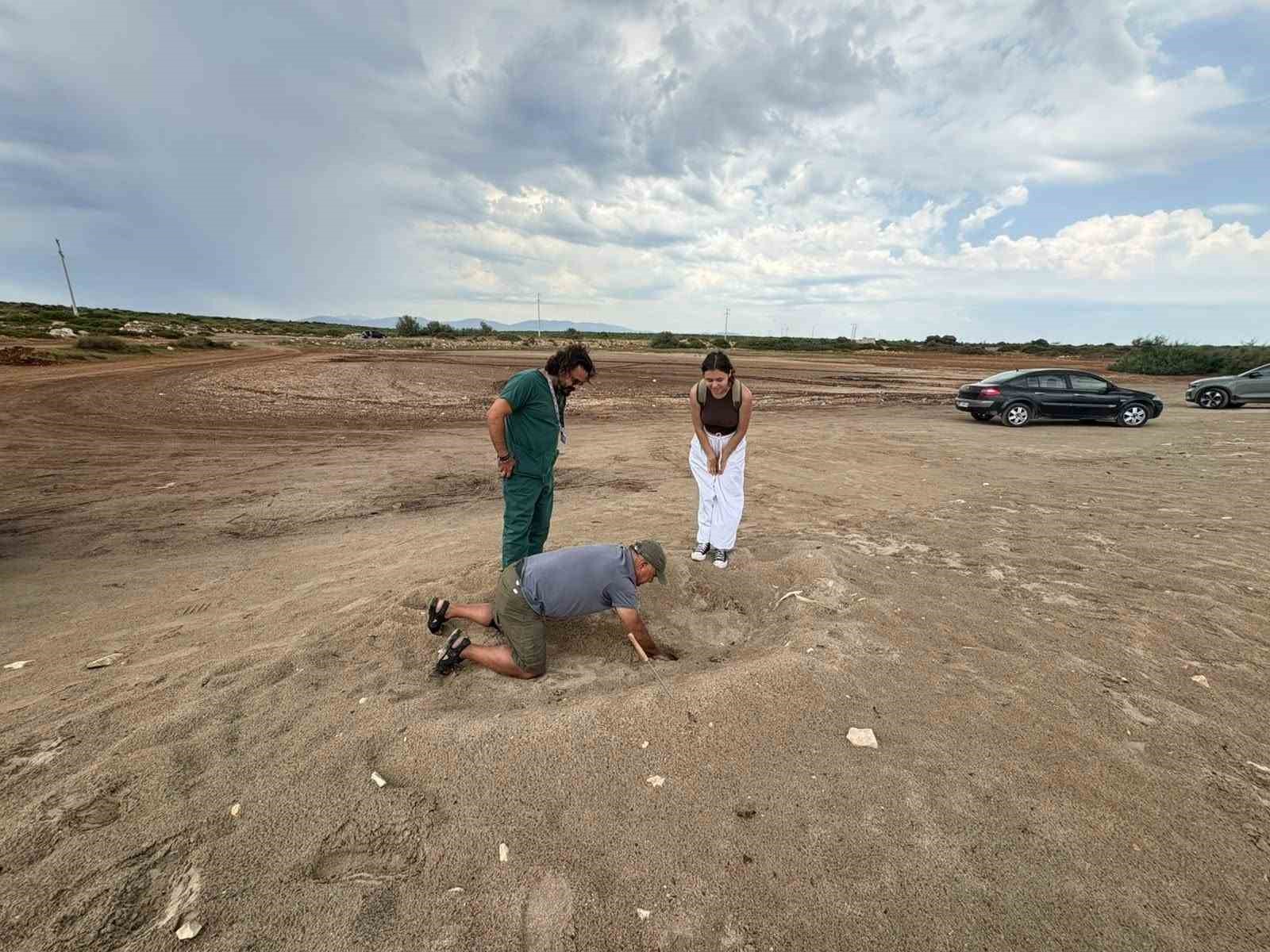 Didim Belediyesi ekiplerinin dikkati carettayı &ccedil;akallardan korudu