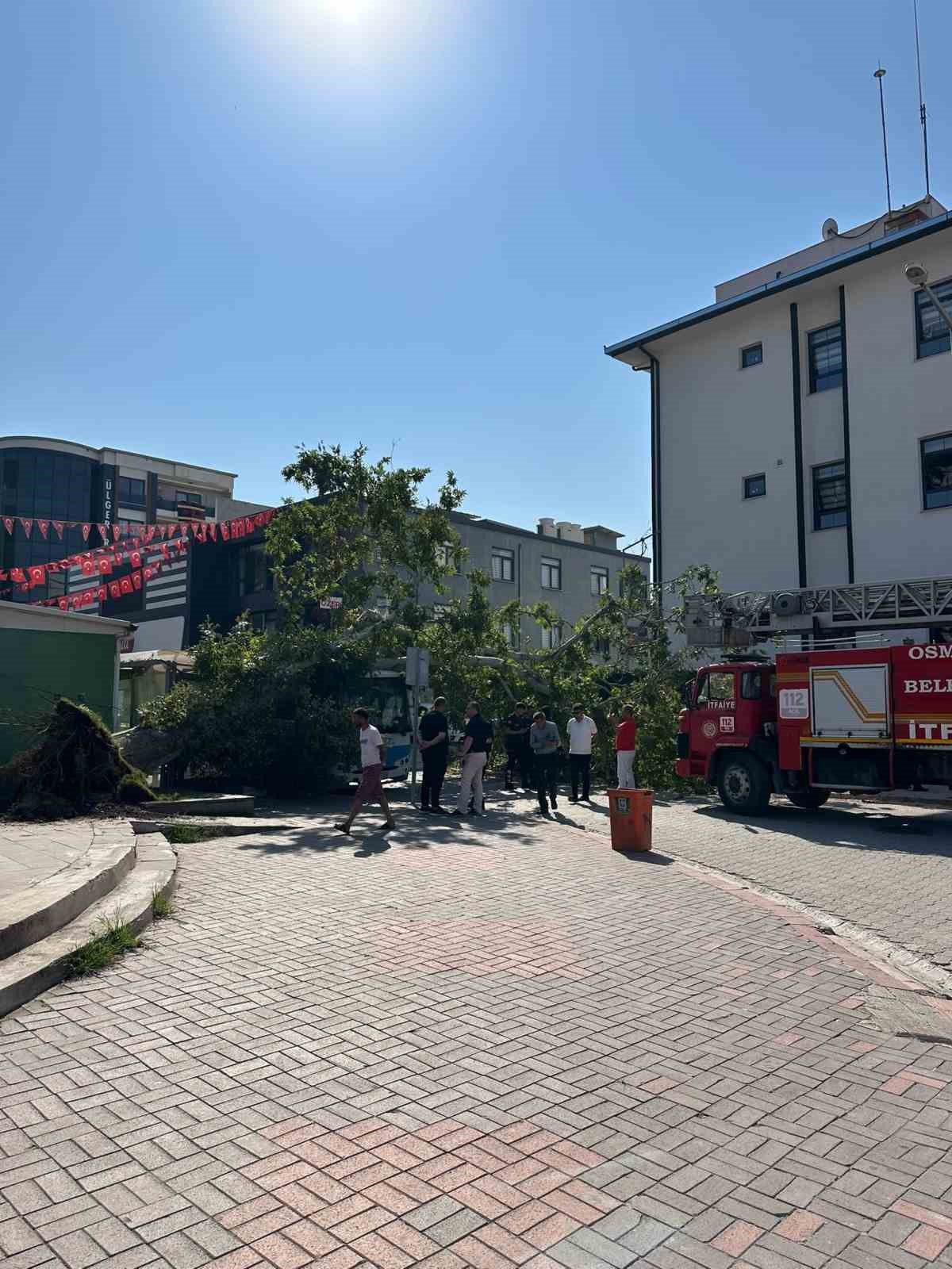 Osmaniye&rsquo;de &ccedil;ınar ağacı, halk otob&uuml;s&uuml;n&uuml;n &uuml;zerine d&uuml;şt&uuml;: Saniyelerle kurtuldu