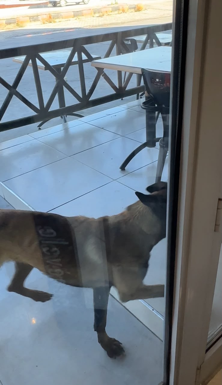 Tekmelere aldırmayan k&ouml;pek kadının kolunu kopardı