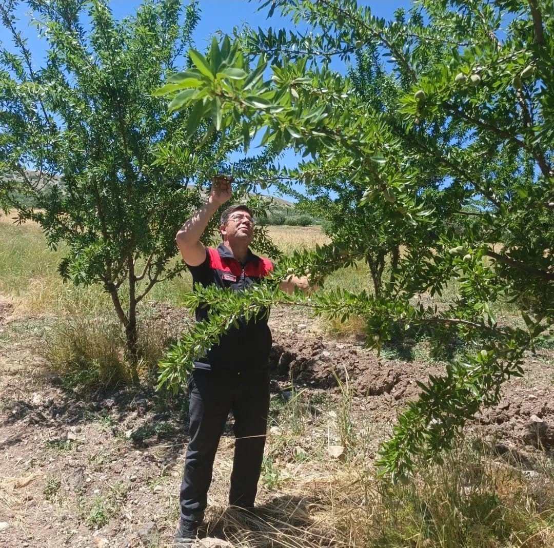 Ağın&rsquo;da badem bah&ccedil;elerine hastalık ve zararlı kontrol&uuml;