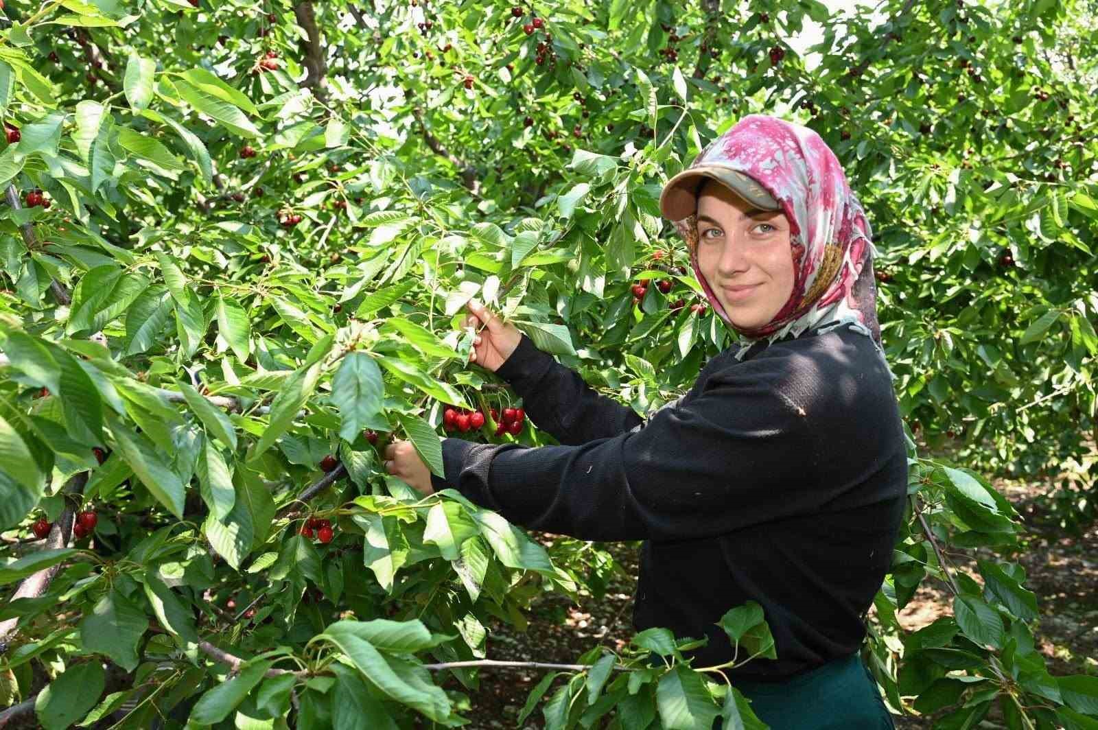 Honaz&rsquo;da kiraz hasadı başladı