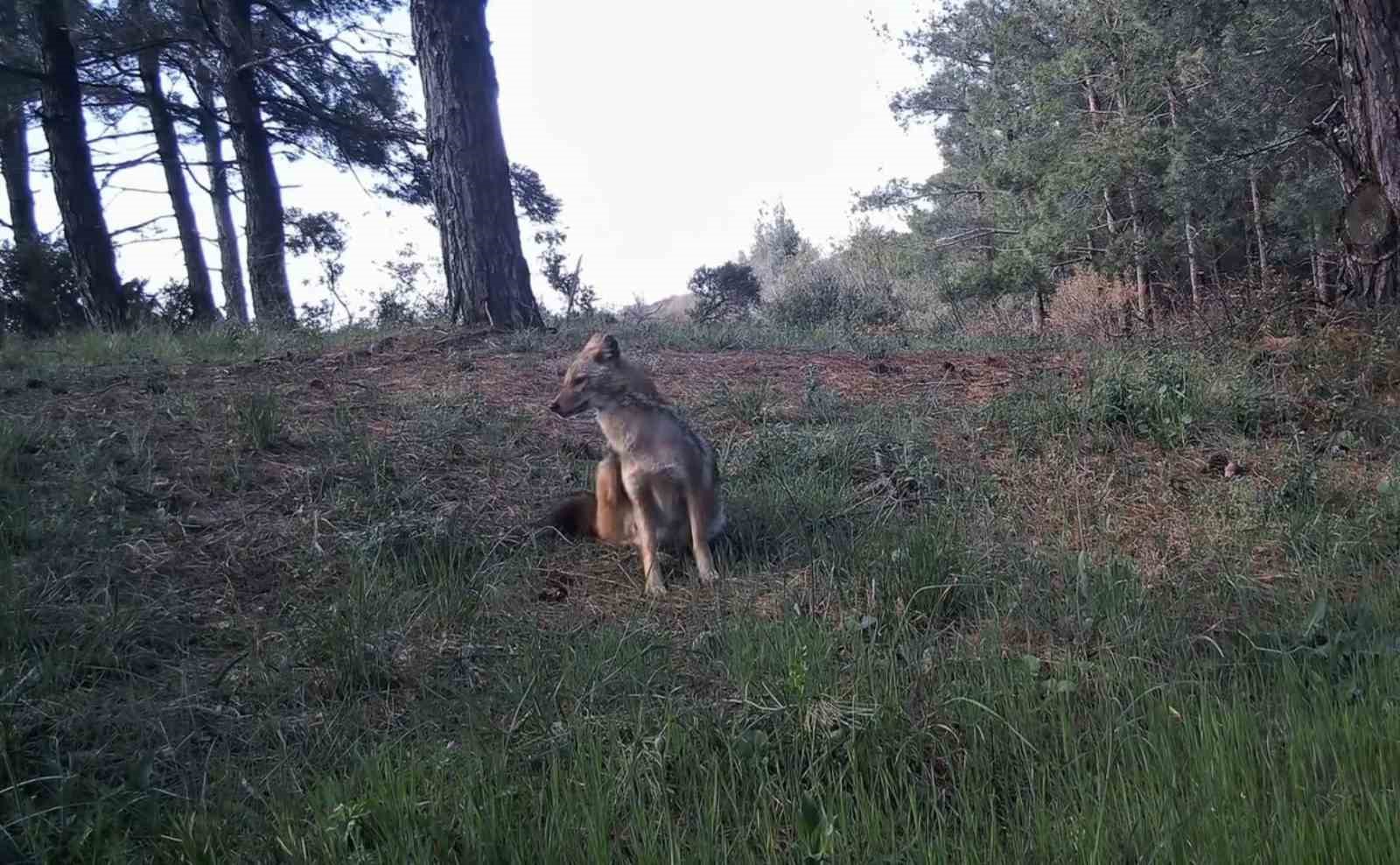 Ganos Dağları&rsquo;nda yaban hayatı fotokapanlarla g&ouml;r&uuml;nt&uuml;lendi