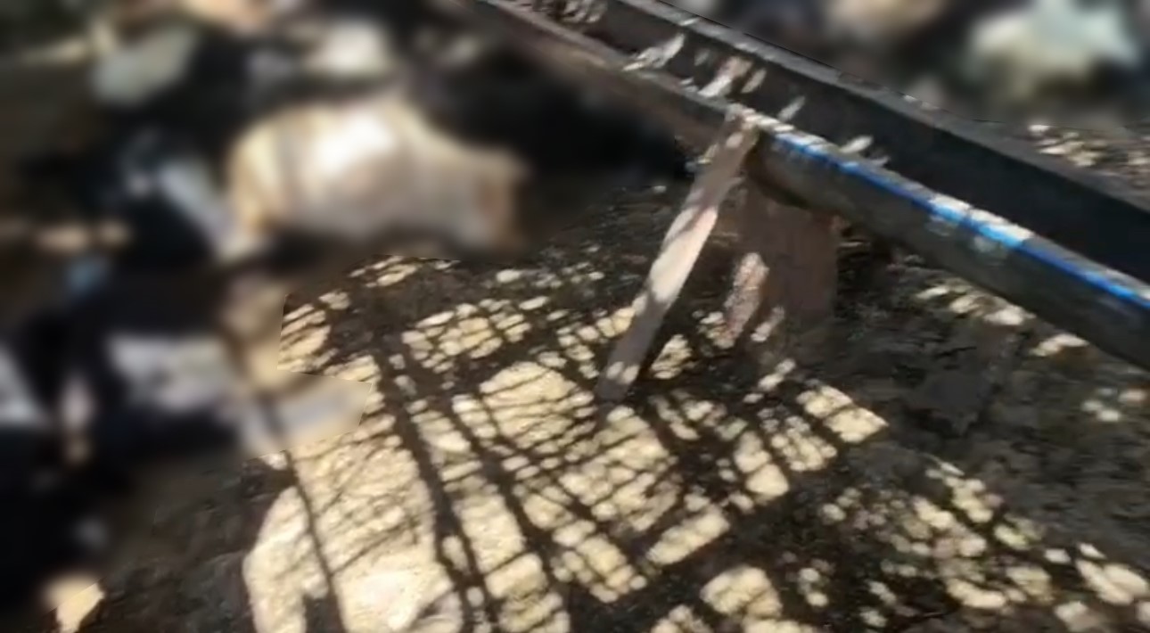Ağıla giren başıboş k&ouml;pekler 26 ke&ccedil;iyi telef etti