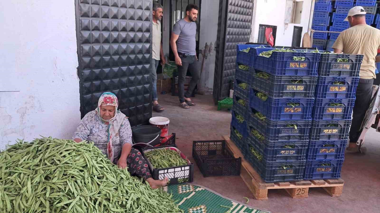 İznik&rsquo;te Nazende fasulyesinde ilk hasat başladı, &uuml;retici fiyatlardan memnun