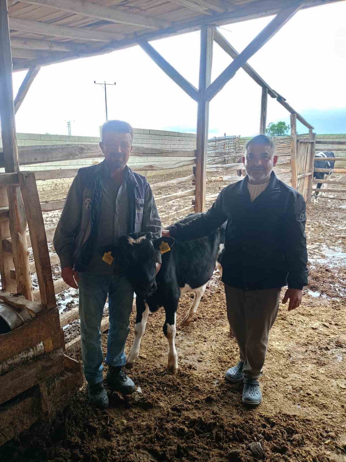 Bağışlanan buzağı ve kuzular Mert sağlığına kavuşması i&ccedil;in desteğe d&ouml;n&uuml;şt&uuml;