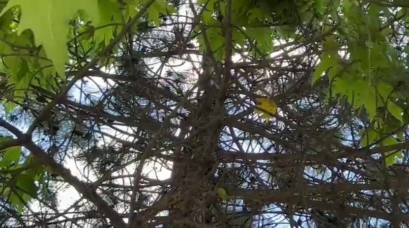 Saatlerce ağa&ccedil;ta bekledi, duyarlı vatandaşın &ccedil;ağrısıyla kurtarıldı