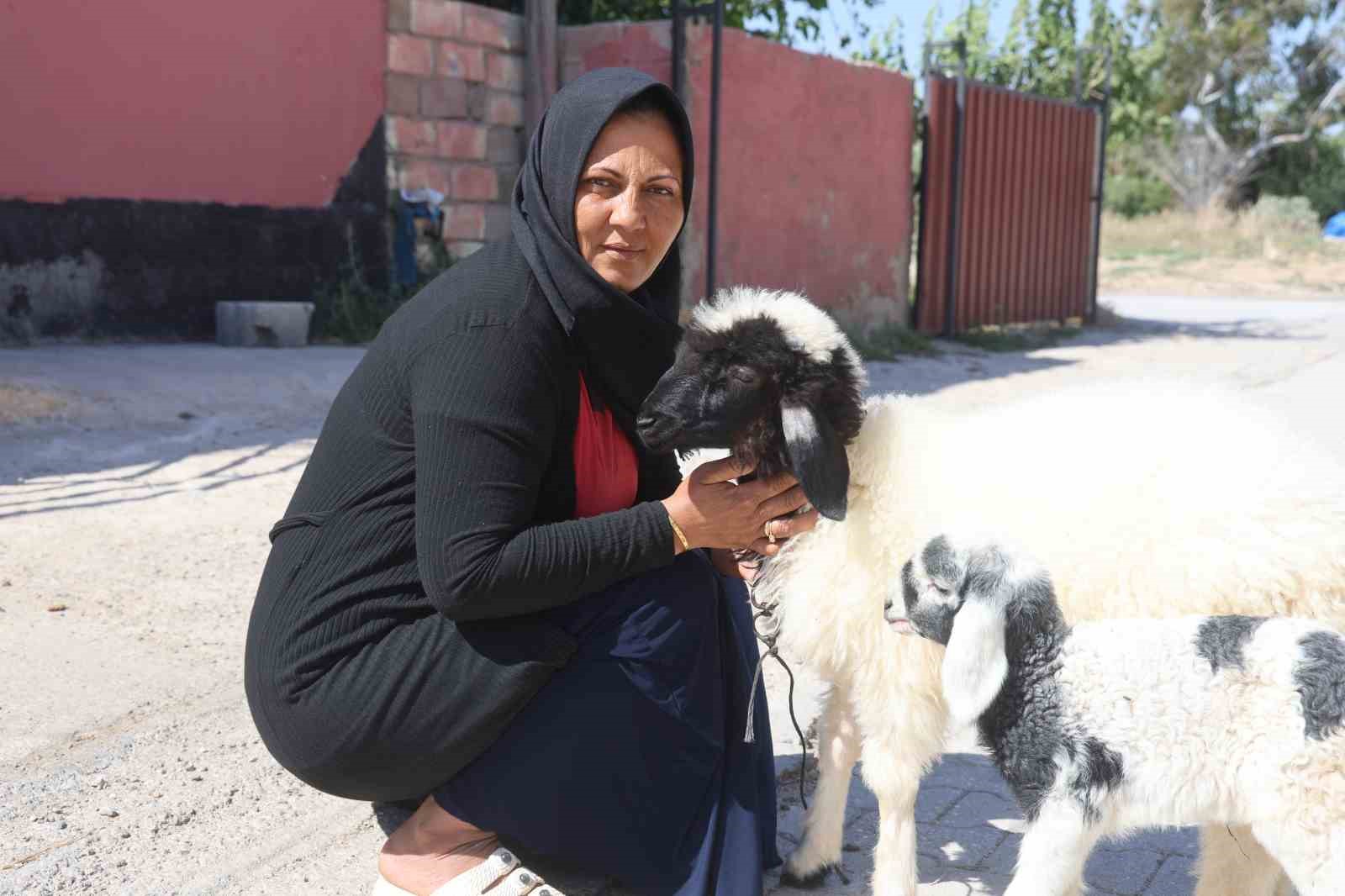 Evladını l&ouml;semiden kaybeden anne, teselliyi peşinden ayrılmayan kuzuda buldu