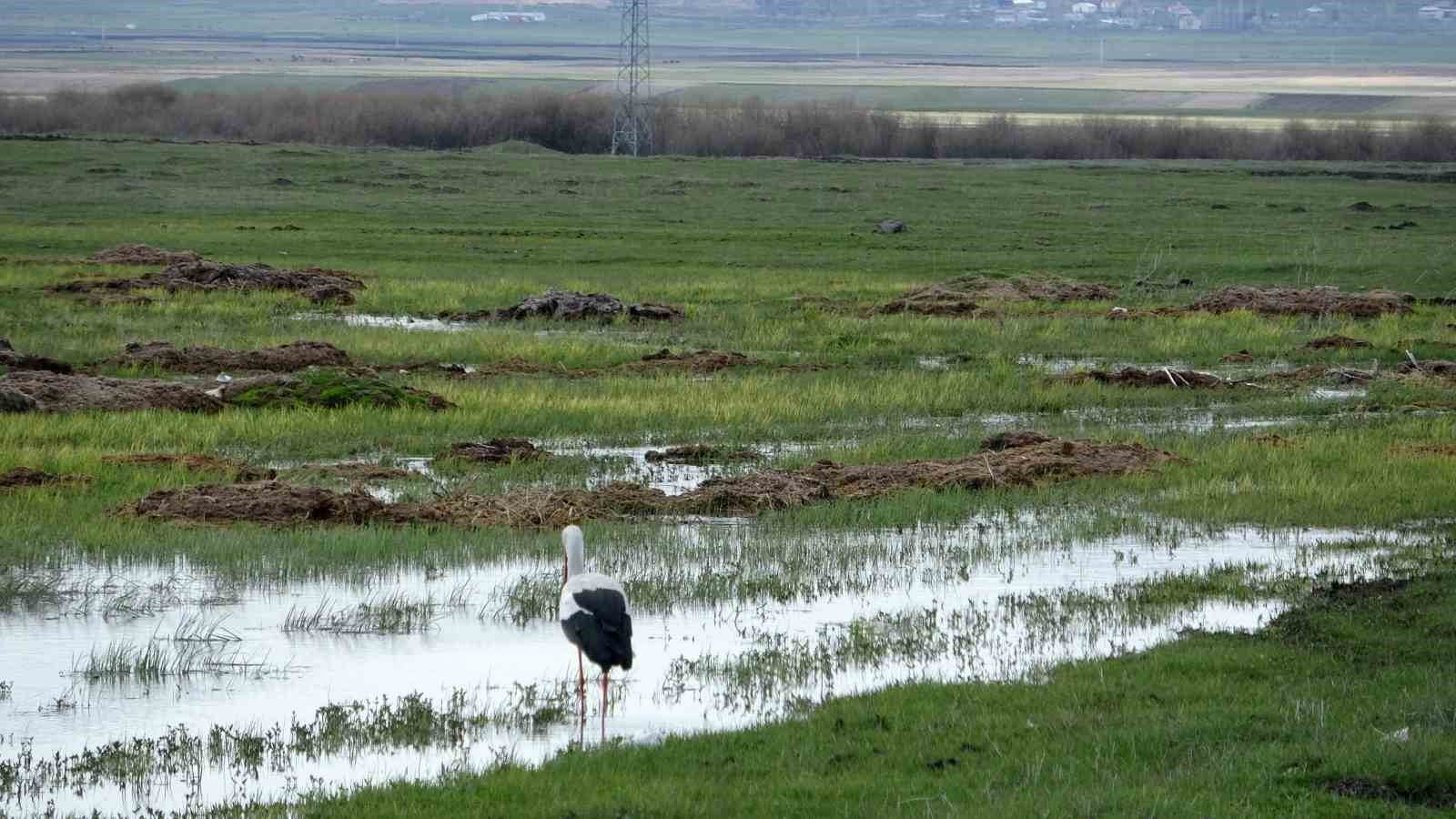 Arazide tek başına beslenen leylek g&ouml;r&uuml;nt&uuml;lendi