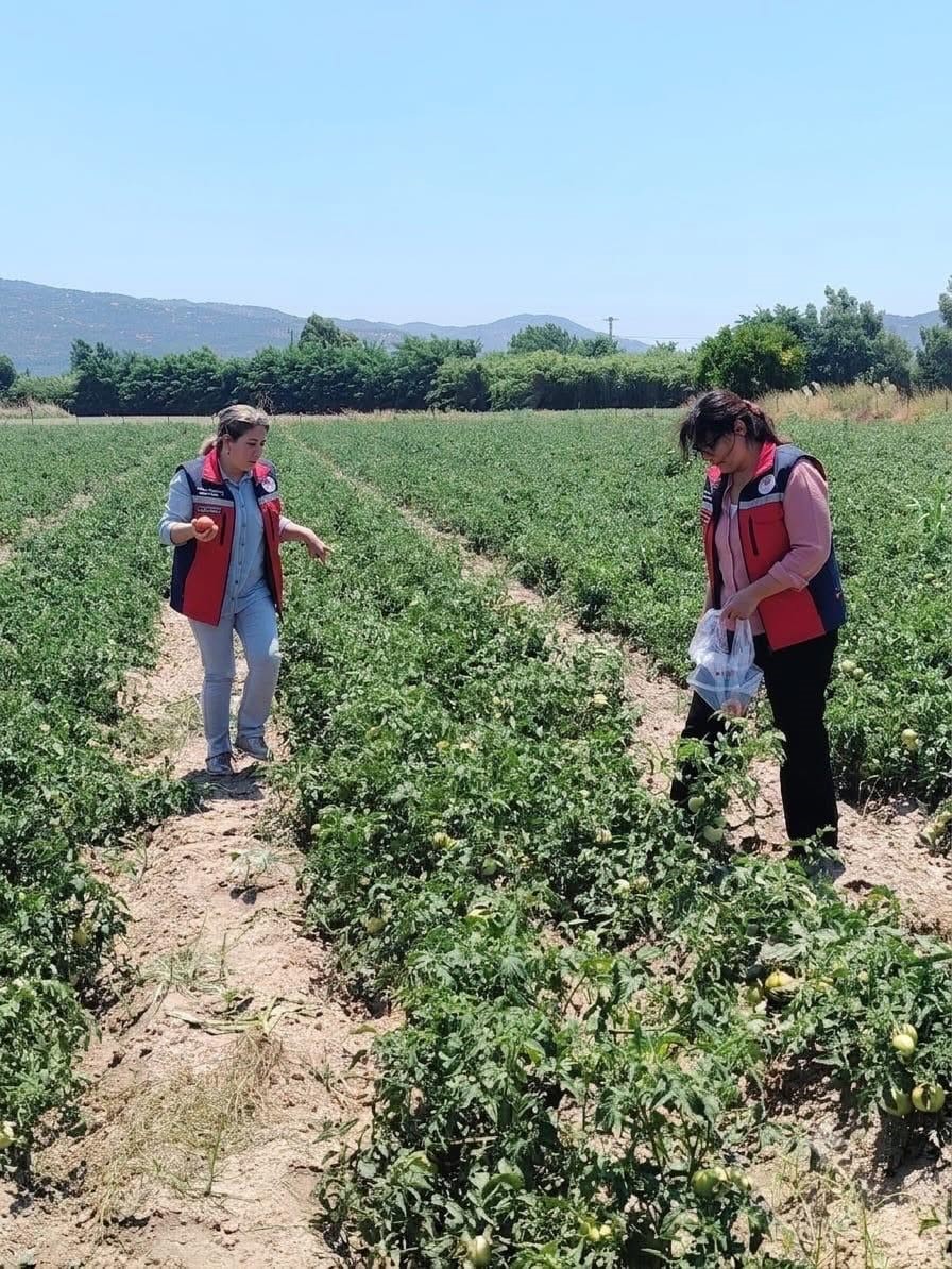 S&ouml;ke&rsquo;de domateslerde hasat &ouml;ncesi pestisit denetimi